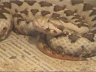 Male NoseHorned Viper (Vipera ammodytes ammodytes)33.JPG [19 Kb]